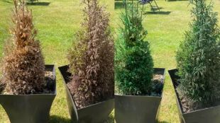 How To Save Plants From Drying Out: