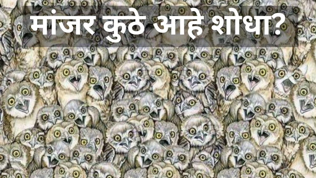 can you find a cat hidden among owls