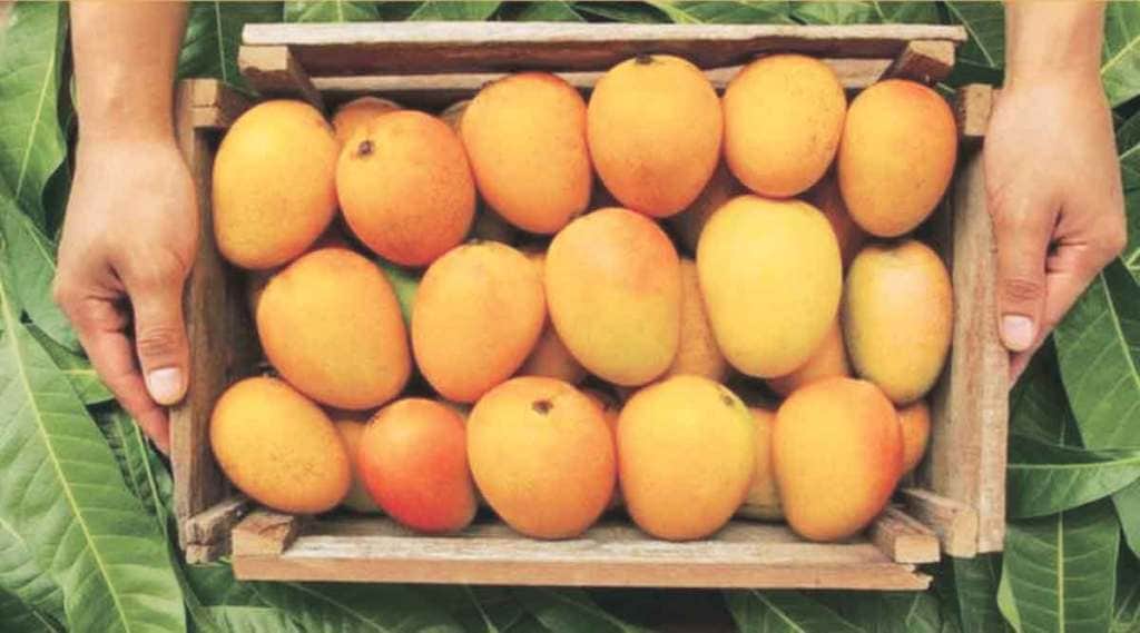 India mango exports to USA