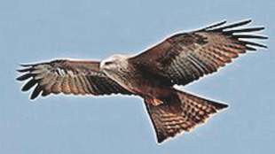 black kites existence in mumbai