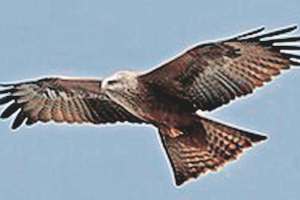 black kites existence in mumbai