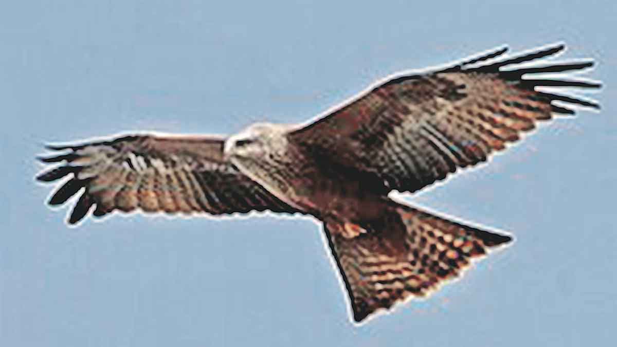 black kites existence in mumbai