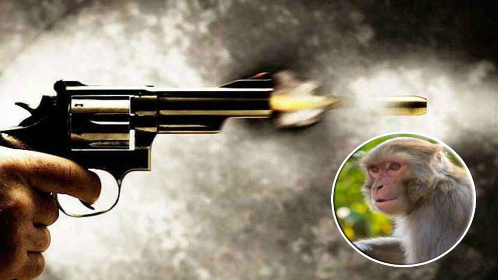 monkey kille gun firing