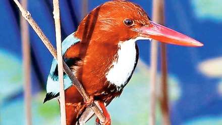 kingfishers bird, kingfishers bird in Mumbai