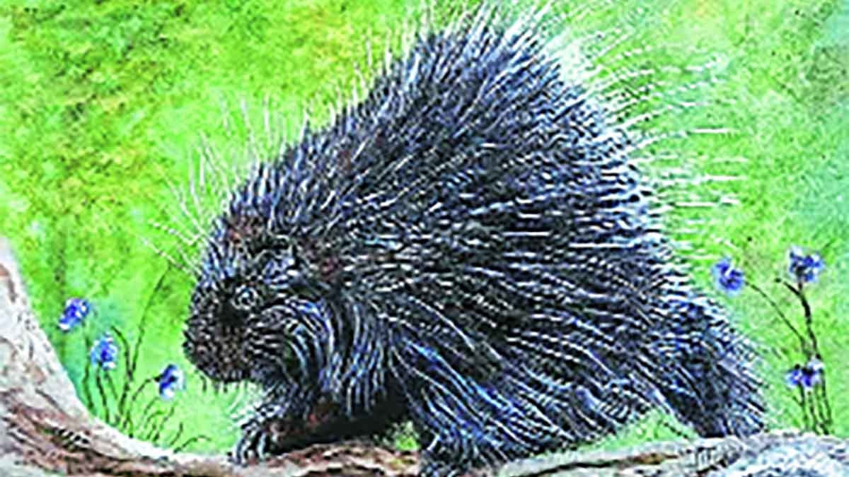 porcupine animal facts porcupine animal in mumbai