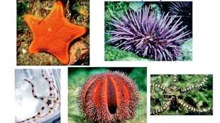 echinoderm in sea water