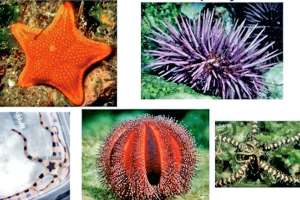 echinoderm in sea water