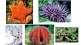 echinoderm in sea water