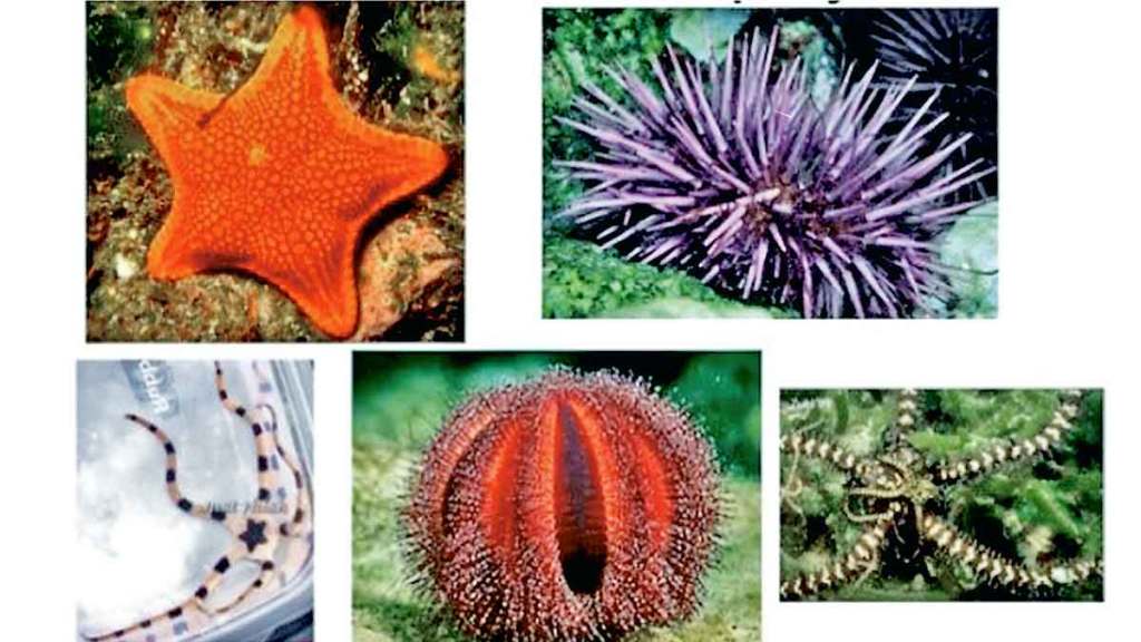 echinoderm in sea water