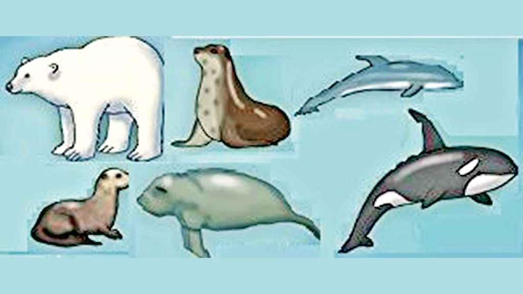 Marine Mammals,
