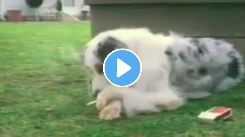 dog smoking cigarette video goes viral