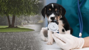 wardha take care pets dog monsoons