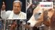 siddaramaiah on cow slaughter act
