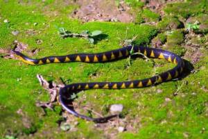 snake