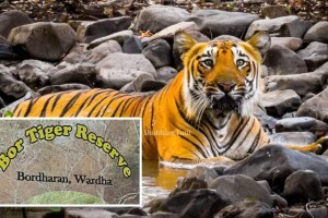 tiger