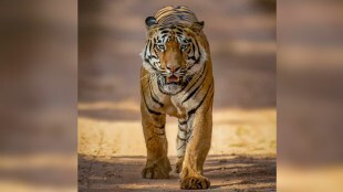 tiger