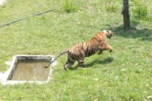 tigress