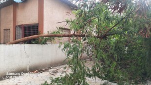 trees fell due to heavy rain in navi mumbai