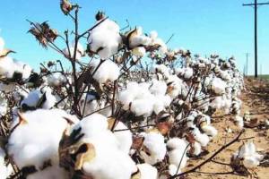 Sale of Kabaddi cotton