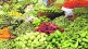 Prices of leafy vegetables pune