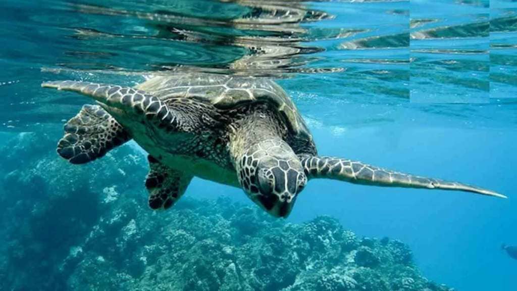 information about world sea turtle day 2023
