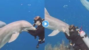 Dolphin Beautiful Videos