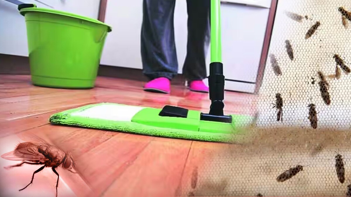 पावसाळ्यात घरातील फरशी पुसूनही माशा येतात? पुसण्याच्या पाण्यात 'हे' ३