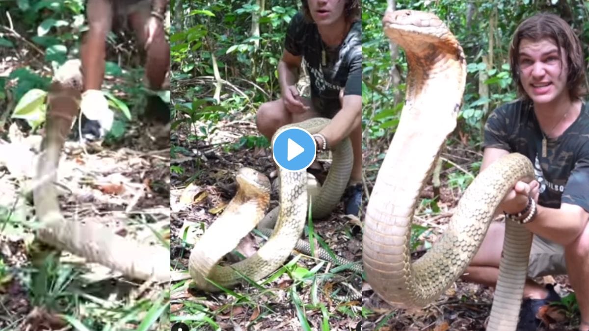 King Cobra Dangerous Video