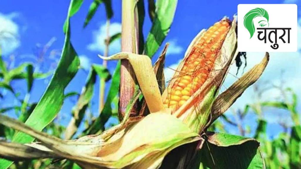 Maize, nutrition, diet health, weight control