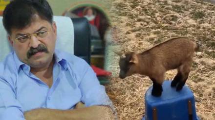 video of goats by Jitendra Awhad