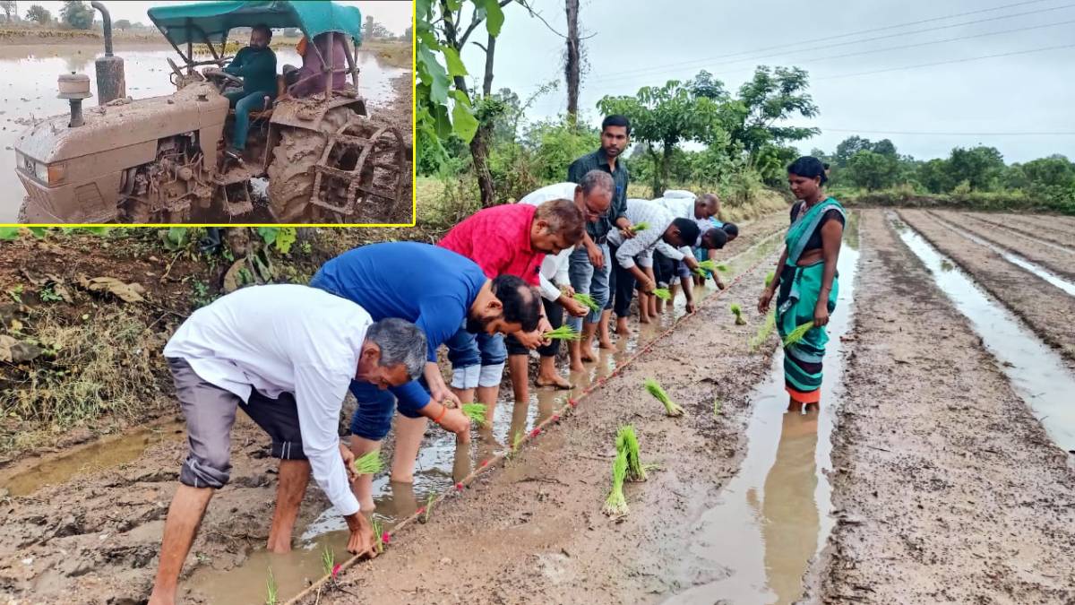 Nagpur District Collector planted rice