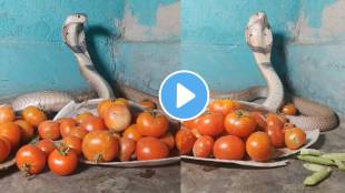 Tomatos And King Cobra Trending Video