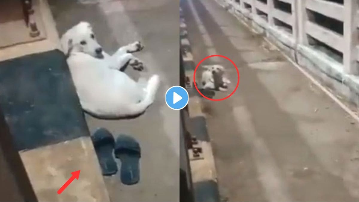 Pet Dog On Godavari Bridge Video Viral