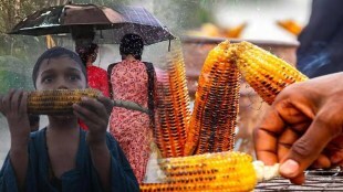 Side Effects Eating Sweet Corn In Monsoon