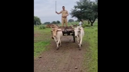 The police officer drove a bullock cart