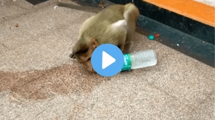 video monkey drinking water bisleri gone viral