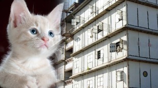 dombivali cat dies thrown second floor building thakurli
