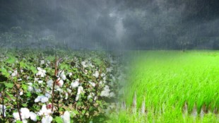 rice cotton cultivation declined late monsoon pune