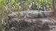 crocodile seen near krishna river banks
