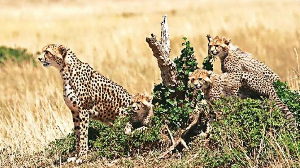 death of cheetahs in kuno