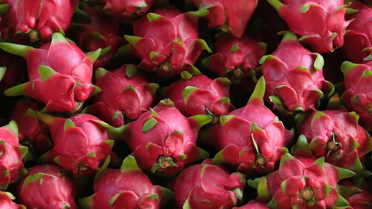 dragon fruit