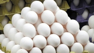 Economy of egg in india World Egg Day 2023 Marathi News