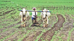 crop competition farmers kharip season