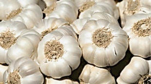 Garlic became expensive as winter