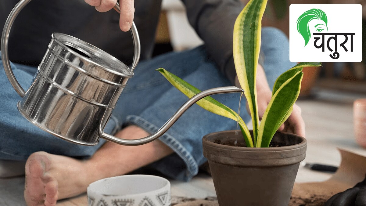 terrace garden water house plants