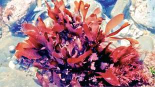 red algae to survive in deep oceans