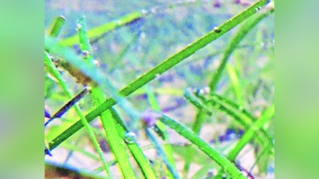 kutuhal Sea grass