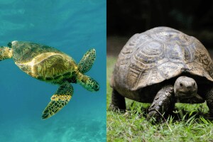 difference between Turtle and Tortoise