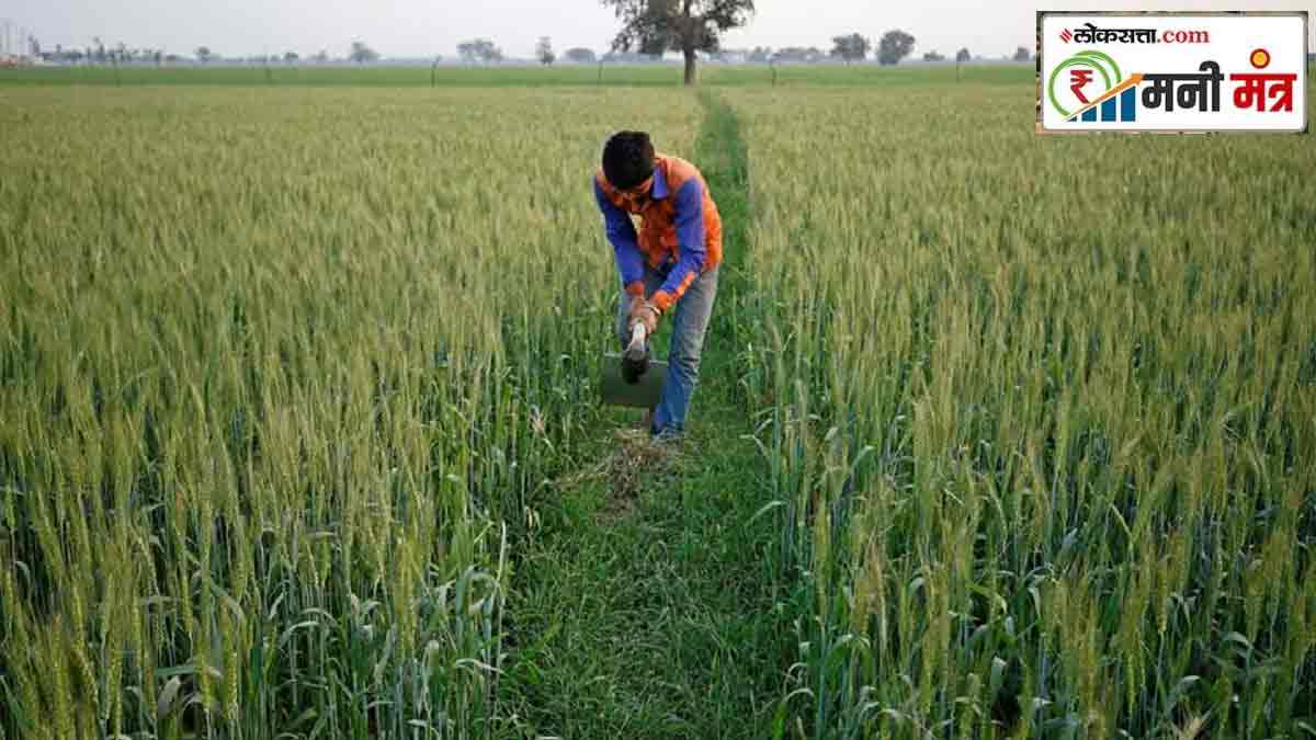 nino impact oilseeds production