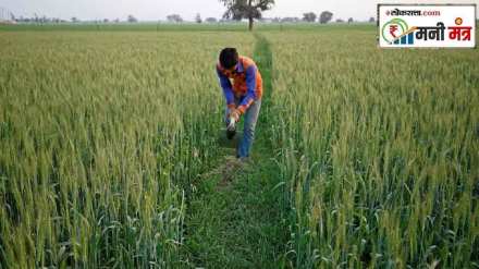 nino impact oilseeds production